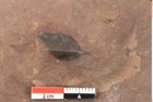 Foto (Detailsansicht) von Quercus palaeoilex Ettingshausen (NHMW-GEO-2024-0188-0830)